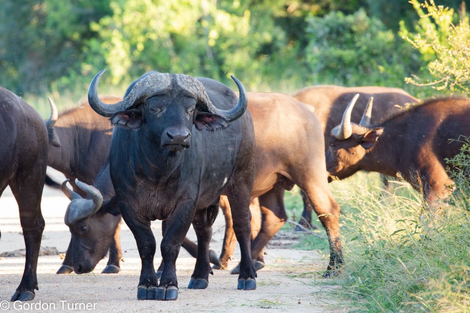 <h2>The Best of South Africa Escorted 2023</h2> 14 Nights | 6 Rounds | March 11 - 25